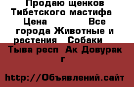 Продаю щенков Тибетского мастифа › Цена ­ 45 000 - Все города Животные и растения » Собаки   . Тыва респ.,Ак-Довурак г.
